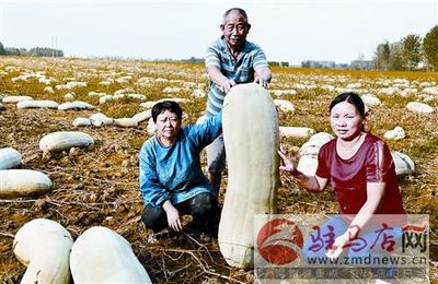 剝皮菇的營養(yǎng)價(jià)值與市場零售前景