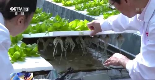 科技賦能“菜籃子” 看蔬菜大棚如何變身“綠色車間”，直達新鮮零售